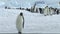 Emperor penguins on Antarctica