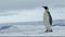 Emperor penguins on Antarctica