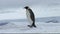 Emperor penguins on Antarctica