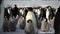 Emperor Penguins (Aptenodytes patagonicus)