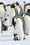 Emperor Penguins with chick