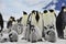 Emperor Penguins with chick