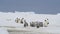 Emperor Penguins with chicks close up in Antarctica