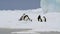 Emperor Penguins with chicks close up in Antarctica