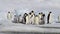 Emperor Penguins with chicks close up in Antarctica