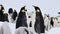 Emperor Penguins with chicks close up in Antarctica