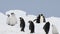 Emperor Penguins with chicks close up in Antarctica