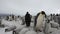 Emperor Penguins with chiks close up in Antarctica