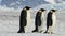 Emperor Penguins close up in Antarctica