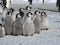 Emperor penguins flock Antarctica snow ice blue sky