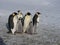 Emperor penguins flock Antarctica snow ice blue sky