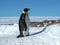 Emperor penguins flock Antarctica snow ice blue sky