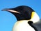 Emperor penguins flock Antarctica snow ice blue sky