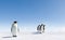 Emperor penguins on ice