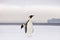 Emperor Penguins on sea ice.