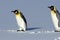 Emperor penguins walk awkwardly on smooth polar snow.