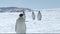 Emperor penguins walking