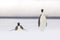 Emperor penguins in the weddel sea