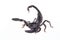 Emperor Scorpion, Pandinus imperator, of white background