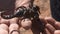 Emperor scorpion trying to walk off hand