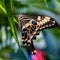 Emperor Swallowtail Papilio ophidicephalus