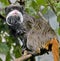 Emperor tamarin 3