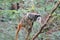 Emperor Tamarin monkey climbing tree stock, photo, photograph, image, picture