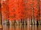 Emphasizes taxodium ascendens lake national wetland park,