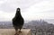 Empire State Pigeon