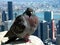 Empire State Pigeon