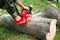 An employee with a chainsaw cuts a log