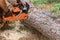 An employee is cutting trees with a chainsaw during the process of cutting down trees, resulting in forest destruction.