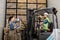 Employee on electric forklift carry container with ripe apples to storage camera, manager with tablet shows direction