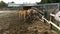 Employee of farm or a zoo feeds a group of deer in a fence or aviary.