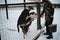 Employee gives food to puppies outside in dog kennel. Caucasian male volunteer feeds dogs in shelter. Alaskan Husky sled puppies