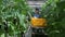 Employee industrial scissors cuts greenhouse plants eggplants.