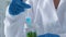 Employee of quality lab for agricultural products injecting pesticide in plant
