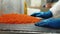 Employee of seafood production and processing plant sorts red salmon caviar