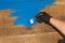 Employee wearing gloves, paint the wooden surface of the table with a brush and paint blue.