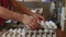 Employees pack fresh hen eggs in the sorting chicken factory