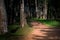 Emplty curved sand forest path at sunset