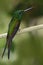 Empress Brilliant, Heliodoxa imperatrix, beautiful hummingbird in the nature habitat. Green bird with long tail from Ecuador.