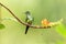 Empress brilliant sitting on branch, hummingbird from tropical forest,Colombia,bird perching,tiny beautiful bird resting on flower