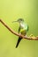 Empress brilliant sitting on branch, hummingbird from tropical forest,Colombia,bird perching,tiny beautiful bird resting on flower