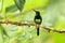 Empress brilliant sitting on branch, hummingbird from tropical forest,Colombia,bird perching,tiny beautiful bird resting on flower