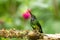 Empress brilliant sitting on branch, hummingbird from tropical forest,Colombia,bird perching,tiny beautiful bird resting on flower