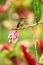 Empress brilliant sitting on branch with red and white flower, hummingbird from tropical forest,Brazil,bird perching