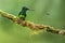 Empress brilliant sitting on branch watching flying bee, hummingbird,tropical forest,Colombia,bird perching