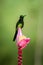 Empress brilliant sitting and drinking nectar from favourite red flower. Animal behaviour. Ecuador,hummingbird
