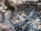 Empty abandoned camp fireplace with fallen leaves